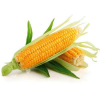 / Corn