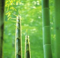 Bamboo Dietary Fiber