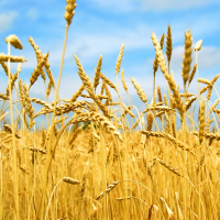 Озима пшениця