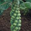 Семена капусты - Капуста брюсельська Абакус f1