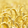 Семена озимой твердой пшеницы