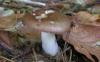  (Russula Pers.) 