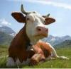 Комбикорм для дойных коров