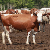 Українська червоно-ряба молочна порода корів