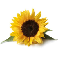  / Sunflower