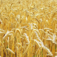 Семена озимой мягкой пшеницы