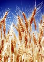 Пшеница твердая озимая
