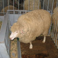 Овцы одесского типа асканийской мясо-шерстной породы с кроссбредной шерстью